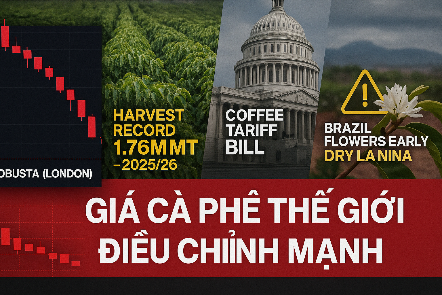 Cà phê: Nguồn cung Việt Nam nới lỏng áp lực ngắn hạn, nhưng bất định Brazil giữ nguyên phần bù rủi ro trung hạn